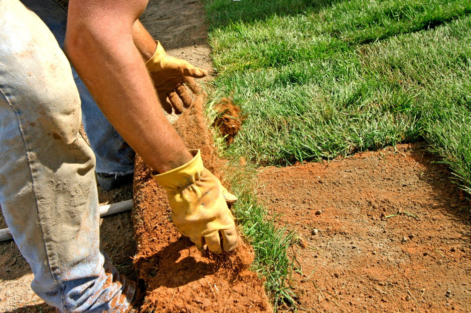 A person wearing gloves installs fresh sod, unrolling a strip of grass onto bare soil in a yard—showcasing the care and professionalism offered by those with Landscape Business Insurance.